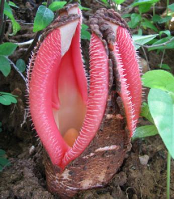 Hydnora Africana