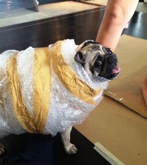 The 25 Insanely Funny Dog Costumes Ever