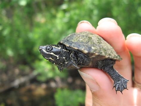 Мускусные черепахи (лат. Sternotherus odoratus)