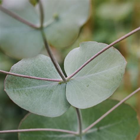 Eukalyptus Silver Dollar - Eucalyptus cinerea Silver Dollar günstig kaufen