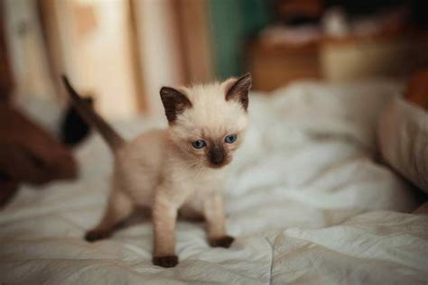 The Vet’s Guide to Siamese Cats: Facts, Care, and Training Tips | Vets ...