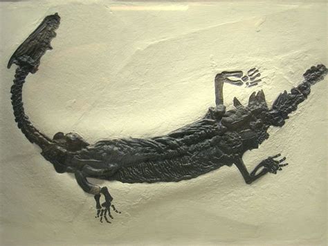 Lariosaurus - Wikipedia, the free encyclopedia | Fossili, Lago, Strani ...