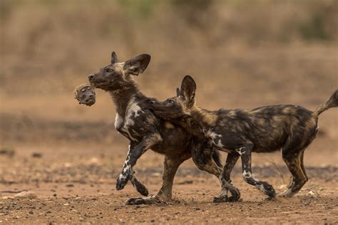 How Far Can African Wild Dogs Run