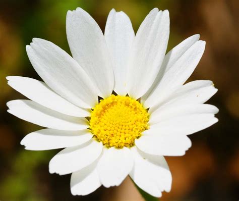 margriet