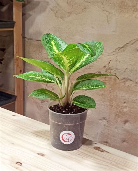 Acheter Aglaonema Lemon Mint en ligne - IndoorPoppies