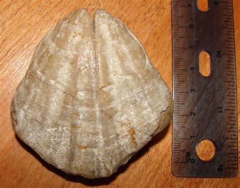 Mollusk Id - Fossil ID - The Fossil Forum