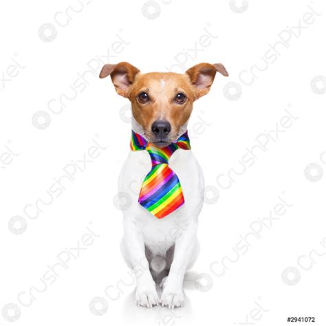 Gay pride dog - stock photo 2941072 | Crushpixel