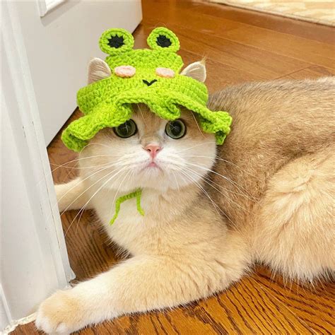 Cats In Frog Hats