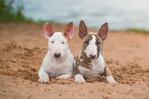 How Much Do Bull Terriers Cost