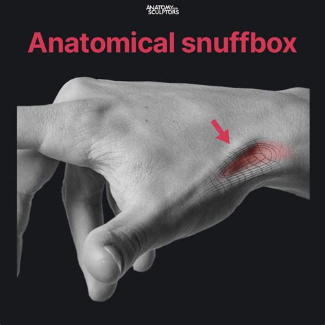 Anatomical Snuff Box Diagram