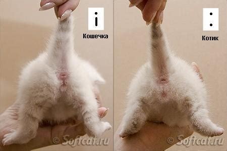 Ответы Mail: Как определить пол котёнка? Котёнку 1,5 месяца, сказали ...
