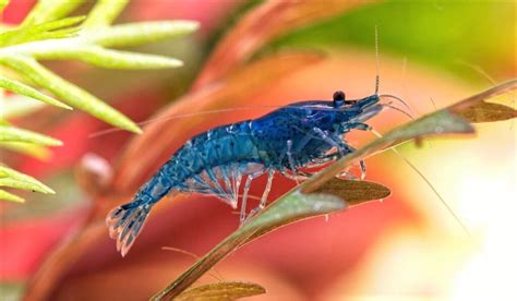 Blue Dream Shrimp | Blue Velvet Shrimp Feeding And Breeding