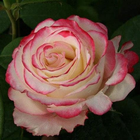 Саженцы чайно-гибридной розы Свитнес (Rose Sweetness), цена 75 грн ...