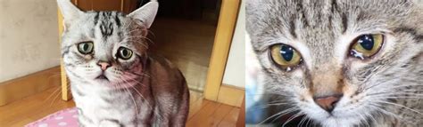 Создать мем "кошка плачет картинки, кот плачет, кот плачет фото ...