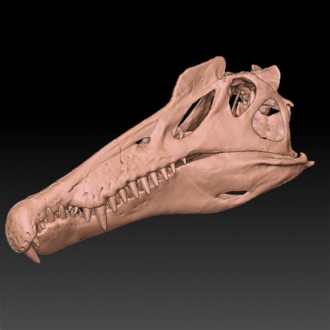 3D Printable Spinosaurus skull by Yue Gao