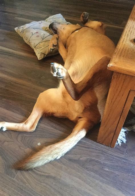 What a goof (Roo / beagle lab mix / 7 years) : r/beagle