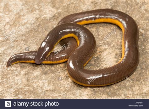 Caecilian Or Caecilians High Resolution Stock Photography and Images ...