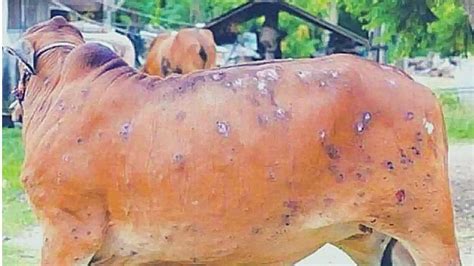 lumpy skin disease  symptoms prevention  treatment