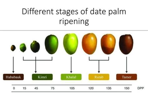 Maturity indices for harvesting fruits | PPTX