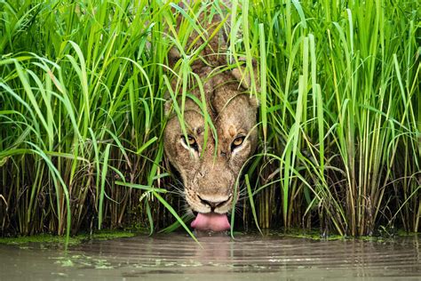 Top 10 Wildlife Photographs of the Year - Forestrypedia