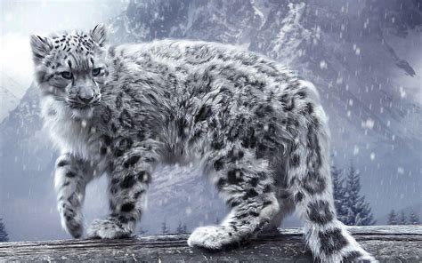 Snow Leopard Wallpapers - Wallpaper Cave