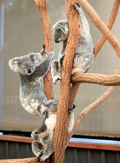 Gray Koala Bear Hugging Tree Branch · Free Stock Photo