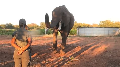 How Elephants Say They Like Them Apples - The New York Times