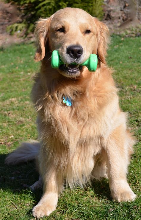 Free Images : young, exercise, golden retriever, dumbbell, vertebrate, strong, active, dog breed