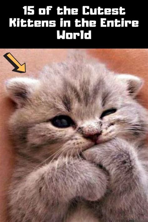 15 of the cutest kittens in the entire world – Artofit