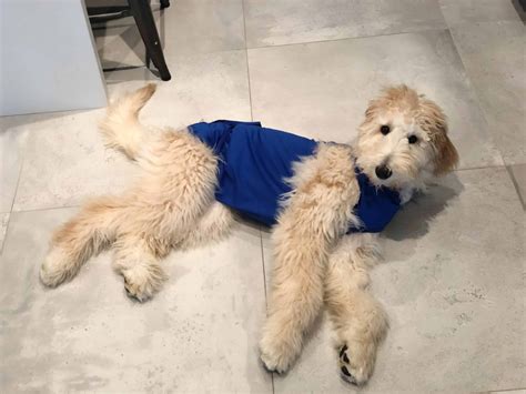 How Long To Keep E Collar On After Neutering Dog