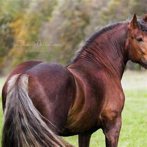 How big is a Russian horse? - DIY Seattle