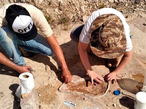 Cómo fue el increíble hallazgo del cardumen más antiguo del mundo en