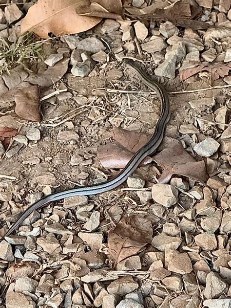 Snakes of Cambodia | Only 30 cm, silver color with long black stripes