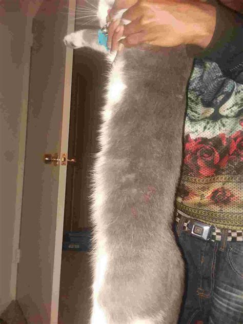 My female cat had sex with my male cat. My female is a year old and my