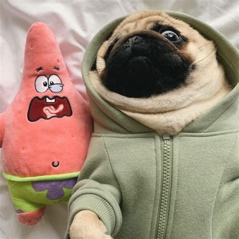 14 Super Cute Pug Pictures To Make Your Day - PetPress