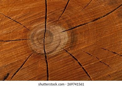 Wood Log Cross Section Stock Photo 269741561 | Shutterstock