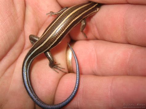 Common Five-Lined Skink (Plestiodon fasciatus) - Psychotic Nature