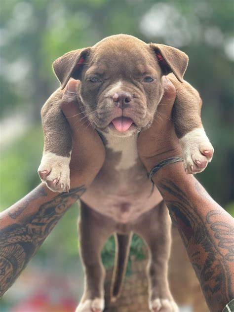 Pitbull Price In Mumbai - Premium Pet House