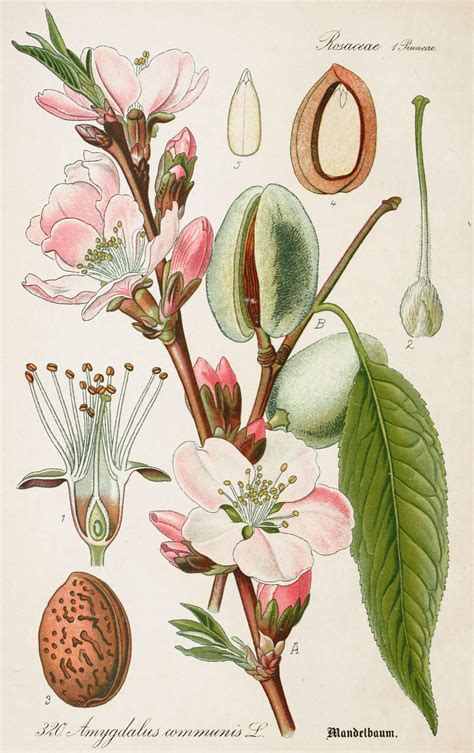 almond antique botanical illustration  flora  germany circa