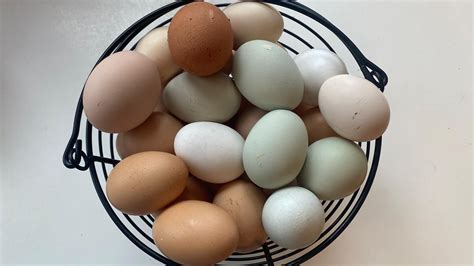 Raising Chickens for Eggs – Hatching Time