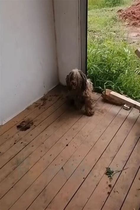 A Dog's Unyielding Loyalty Leads to an Unexpected Friendship