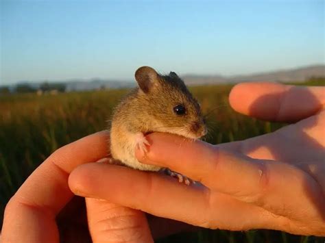 Salt Marsh Harvest Mouse - Facts, Diet, Habitat & Pictures on Animalia.bio