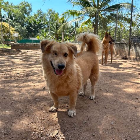 Baba - Dog Rescue Thailand