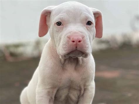 Bully Kutta Dog Breed: Personality, Care, Diet, & More