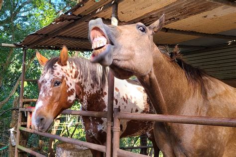 long face big network