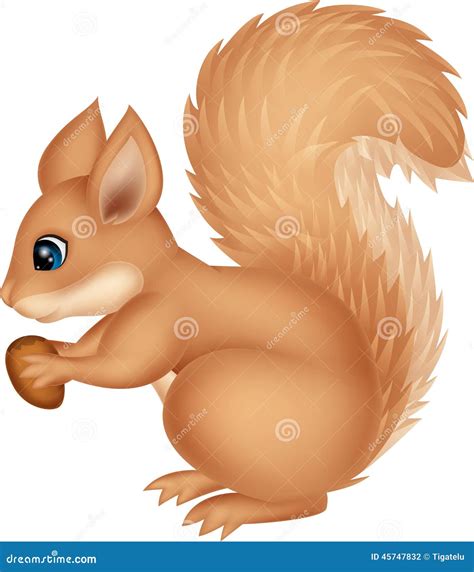 Squirrel Cartoon Holding Nut Stock Vector - Image: 45747832