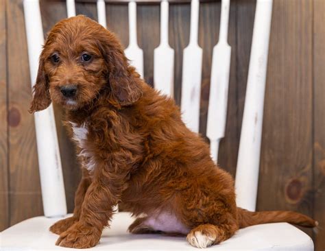 King is a Irish Doodle Puppy Sold As Of 07/16/2021