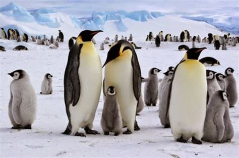 ciencias naturales sexual reproduction   animal kingdom