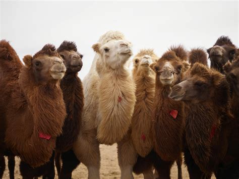 Herd of Bactrian camels of different colors in desert area · Free Stock ...