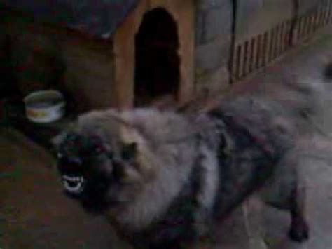 Kavkaski ovcar , Caucasian Ovcharka , Caucasian shepherd Bosnia - YouTube